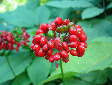 西洋參優良生長(cháng)環境，人參果實顆粒飽滿。